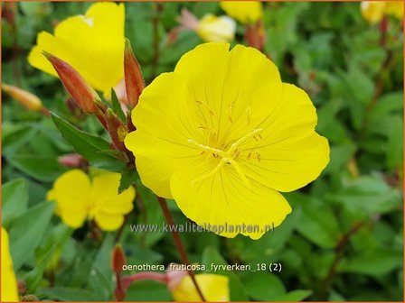 Oenothera fruticosa &#039;Fyrverkeri&#039; | Teunisbloem | Strauchige Nachtkerze