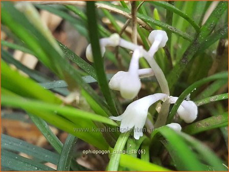 Ophiopogon chingii | Slangenbaard | Filigraner Schlangenbart