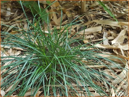 Ophiopogon chingii | Slangenbaard | Filigraner Schlangenbart