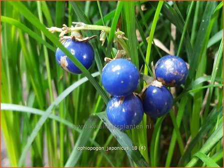 Ophiopogon japonicus | Japans slangengras, Slangenbaard | Japanischer Schlangenbart