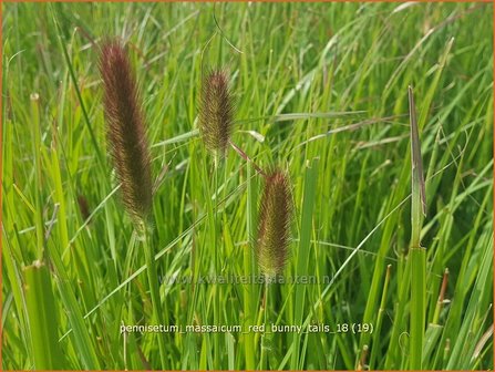 Pennisetum messacum &#039;Red Bunny Tails&#039; | Slangenkop, Schildpadbloem | Bartfaden