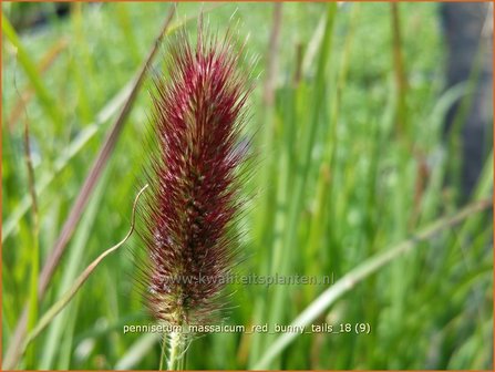 Pennisetum messacum &#039;Red Bunny Tails&#039; | Slangenkop, Schildpadbloem | Bartfaden