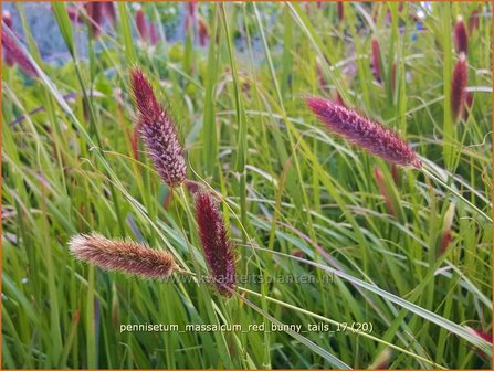 Pennisetum messacum &#039;Red Bunny Tails&#039; | Slangenkop, Schildpadbloem | Bartfaden