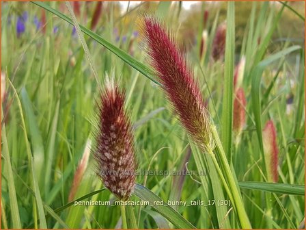 Pennisetum messacum &#039;Red Bunny Tails&#039; | Slangenkop, Schildpadbloem | Bartfaden