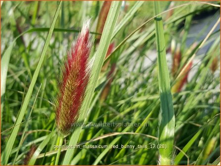 Pennisetum messacum &#039;Red Bunny Tails&#039; | Slangenkop, Schildpadbloem | Bartfaden