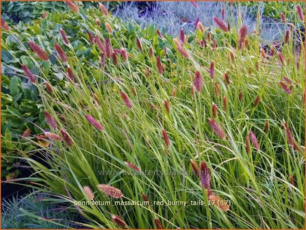 Pennisetum messacum &#039;Red Bunny Tails&#039; | Slangenkop, Schildpadbloem | Bartfaden