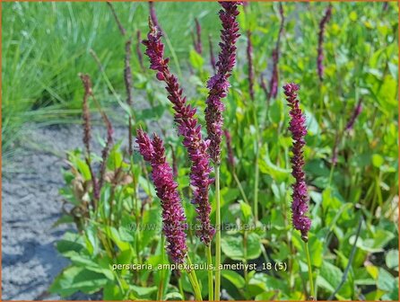 Persicaria amplexicaulis &#039;Amethyst&#039; | Adderwortel, Duizendknoop | Kerzenkn&ouml;terich