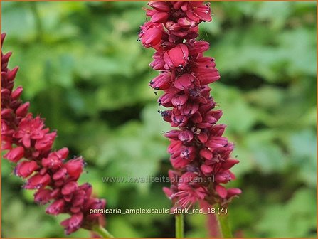 Persicaria amplexicaulis &amp;#x0027;Dark Red&amp;#x0027; | Adderwortel, Duizendknoop | Kerzenkn&amp;#x00f6;terich