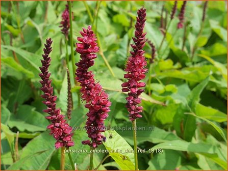 Persicaria amplexicaulis &amp;#x0027;Dark Red&amp;#x0027; | Adderwortel, Duizendknoop | Kerzenkn&amp;#x00f6;terich