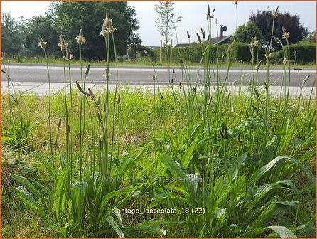 Plantago lanceolata | Smalle weegbree, Weegbree | Spitzwegereich