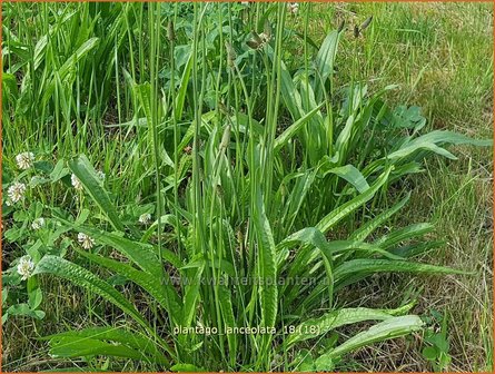 Plantago lanceolata | Smalle weegbree, Weegbree | Spitzwegereich