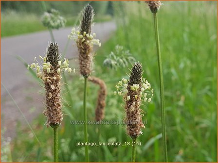 Plantago lanceolata | Smalle weegbree, Weegbree | Spitzwegereich