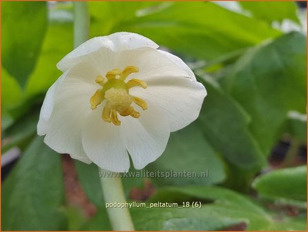 Podophyllum peltatum | Voetblad, Indische alruinwortel, Meiappel | Fu&szlig;blatt