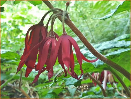 Podophyllum &amp;#x0027;Spotty Dotty&amp;#x0027; | Voetblad, Indische alruinwortel, Meiappel | Fu&amp;#x00df;blatt