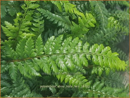 Polystichum &#039;Shiny Holly Fern&#039; | Naaldvaren | Schildfarn