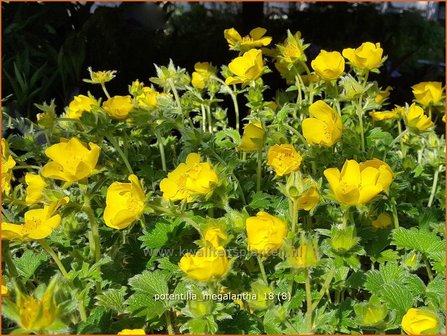 Potentilla megalantha | Ganzerik | Gro&szlig;bl&uuml;tiges Fingerkraut