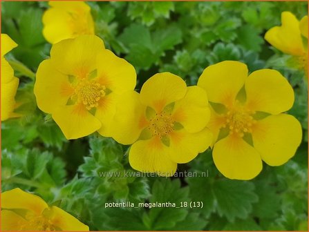 Potentilla megalantha | Ganzerik | Gro&szlig;bl&uuml;tiges Fingerkraut