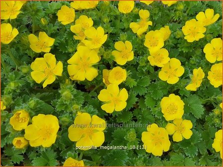 Potentilla megalantha | Ganzerik | Gro&szlig;bl&uuml;tiges Fingerkraut