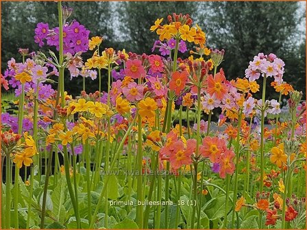 Primula bulleesiana | Etageprimula, Sleutelbloem | Terrakotta-Etagen-Schl&uuml;sselblume