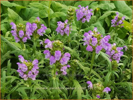 Prunella grandiflora &amp;#x0027;Gerhard Rudolf&amp;#x0027; | Brunel, Bijenkorfje | Gro&amp;#x00df;bl&amp;#x00fc;tige Braunelle