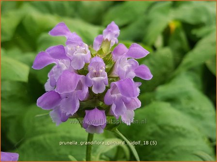 Prunella grandiflora &amp;#x0027;Gerhard Rudolf&amp;#x0027; | Brunel, Bijenkorfje | Gro&amp;#x00df;bl&amp;#x00fc;tige Braunelle