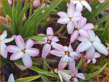 Rhodoxis &#039;Fairy Kisses&#039; | Rapsterretje, Sterretjesgras | Grasstern