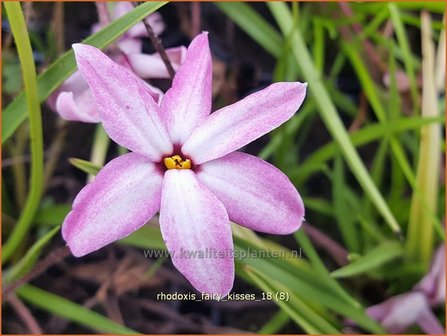 Rhodoxis &#039;Fairy Kisses&#039; | Rapsterretje, Sterretjesgras | Grasstern