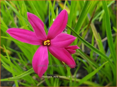 Rhodoxis &amp;#39;Mrs Betsy&amp;#39;