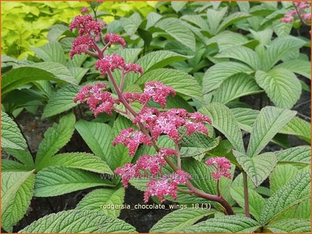 Rodgersia &amp;#x0027;Chocolate Wings&amp;#x0027; | Schout-bij-nacht, Kijkblad | Schaublatt