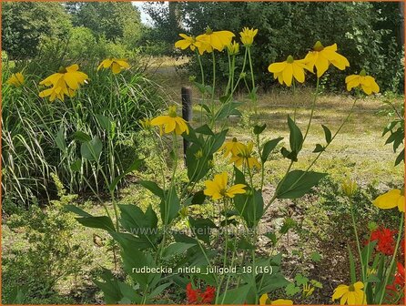 Rudbeckia nitida &#039;Juligold&#039; | Zonnehoed | Fallschirm-Sonnenhut