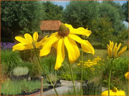 Rudbeckia nitida &#039;Juligold&#039; | Zonnehoed | Fallschirm-SonnenhutRudbeckia nitida &#039;Juligold&#039; | Zonnehoed | Fal