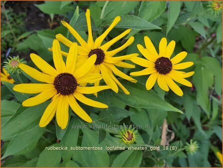 Rudbeckia subtomentosa &#039;Loofahsa Wheaton Gold&#039; | Zonnehoed | Schwachfilziger Sonnenhut