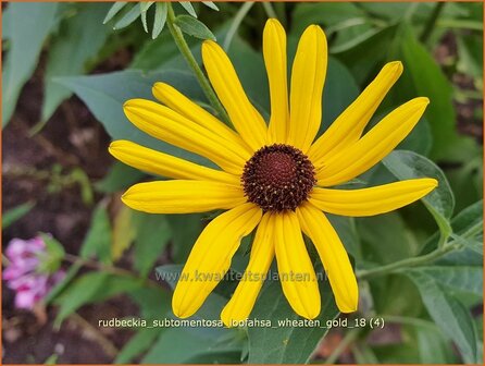 Rudbeckia subtomentosa &#039;Loofahsa Wheaton Gold&#039; | Zonnehoed | Schwachfilziger Sonnenhut