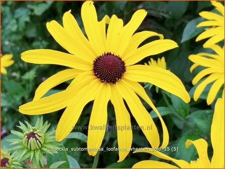 Rudbeckia subtomentosa &#039;Loofahsa Wheaton Gold&#039; | Zonnehoed | Schwachfilziger Sonnenhut