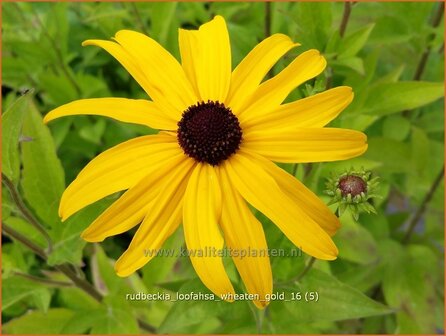 Rudbeckia subtomentosa &#039;Loofahsa Wheaton Gold&#039; | Zonnehoed | Schwachfilziger Sonnenhut