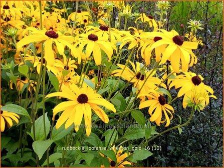 Rudbeckia subtomentosa &#039;Loofahsa Wheaton Gold&#039; | Zonnehoed | Schwachfilziger Sonnenhut