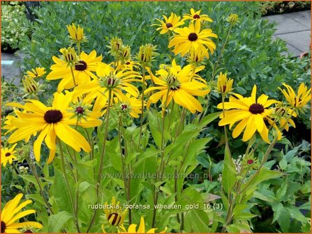 Rudbeckia subtomentosa &#039;Loofahsa Wheaton Gold&#039; | Zonnehoed | Schwachfilziger Sonnenhut