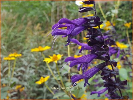 Salvia &#039;Amistad&#039; | Salie, Salvia | Salbei