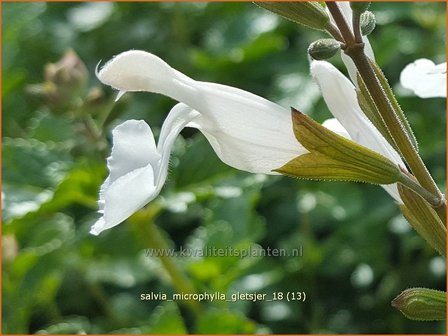 Salvia microphylla &#039;Gletsjer&#039; | Salie, Salvia | Johannisbeersalbei