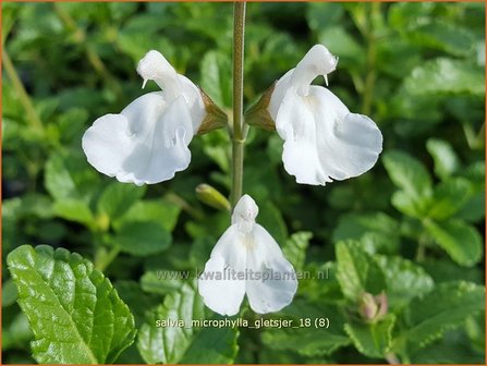 Salvia microphylla &#039;Gletsjer&#039; | Salie, Salvia | Johannisbeersalbei