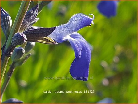 Salvia reptans &#039;West Texas&#039; | Salie, Salvia | Salbei