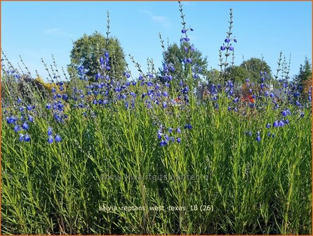 Salvia reptans &#039;West Texas&#039; | Salie, Salvia | Salbei