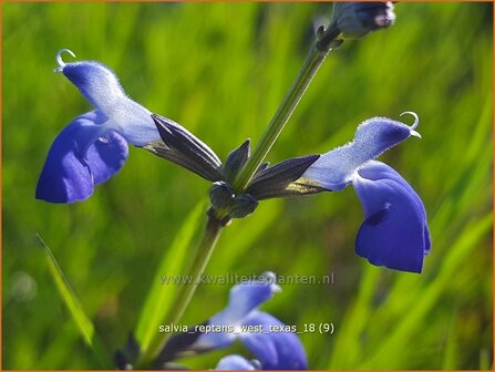 Salvia reptans &#039;West Texas&#039; | Salie, Salvia | Salbei