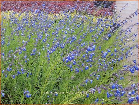 Salvia reptans &#039;West Texas&#039; | Salie, Salvia | Salbei