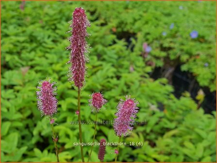 Sanguisorba &#039;Blackthorn&#039; | Pimpernel, Sorbenkruid | WiesenknopfSanguisorba &#039;Blackthorn&#039; | Pimpernel