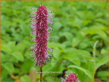 Sanguisorba &#039;Blackthorn&#039; | Pimpernel, Sorbenkruid | Wiesenknopf