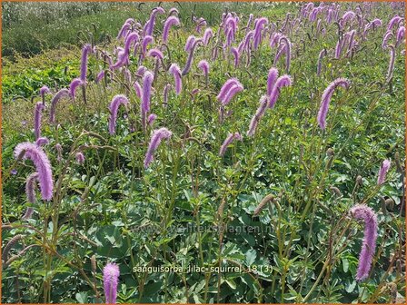 Sanguisorba &amp;#x0027;Lilac Squirrel&amp;#x0027; | Pimpernel, Sorbenkruid | Wiesenknopf