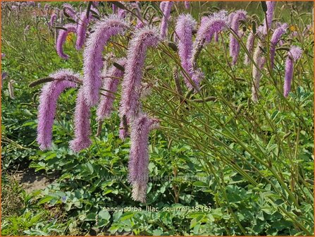 Sanguisorba &amp;#x0027;Lilac Squirrel&amp;#x0027; | Pimpernel, Sorbenkruid | Wiesenknopf