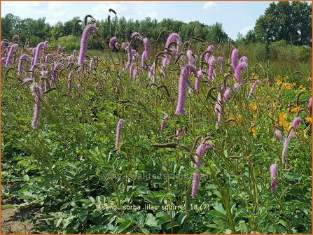 Sanguisorba &amp;#x0027;Lilac Squirrel&amp;#x0027; | Pimpernel, Sorbenkruid | Wiesenknopf