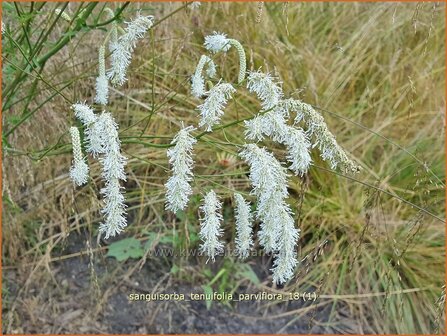 Sanguisorba tenuifolia &#039;Parviflora&#039; | Pimpernel, Sorbenkruid | Hoher Wiesenknopf